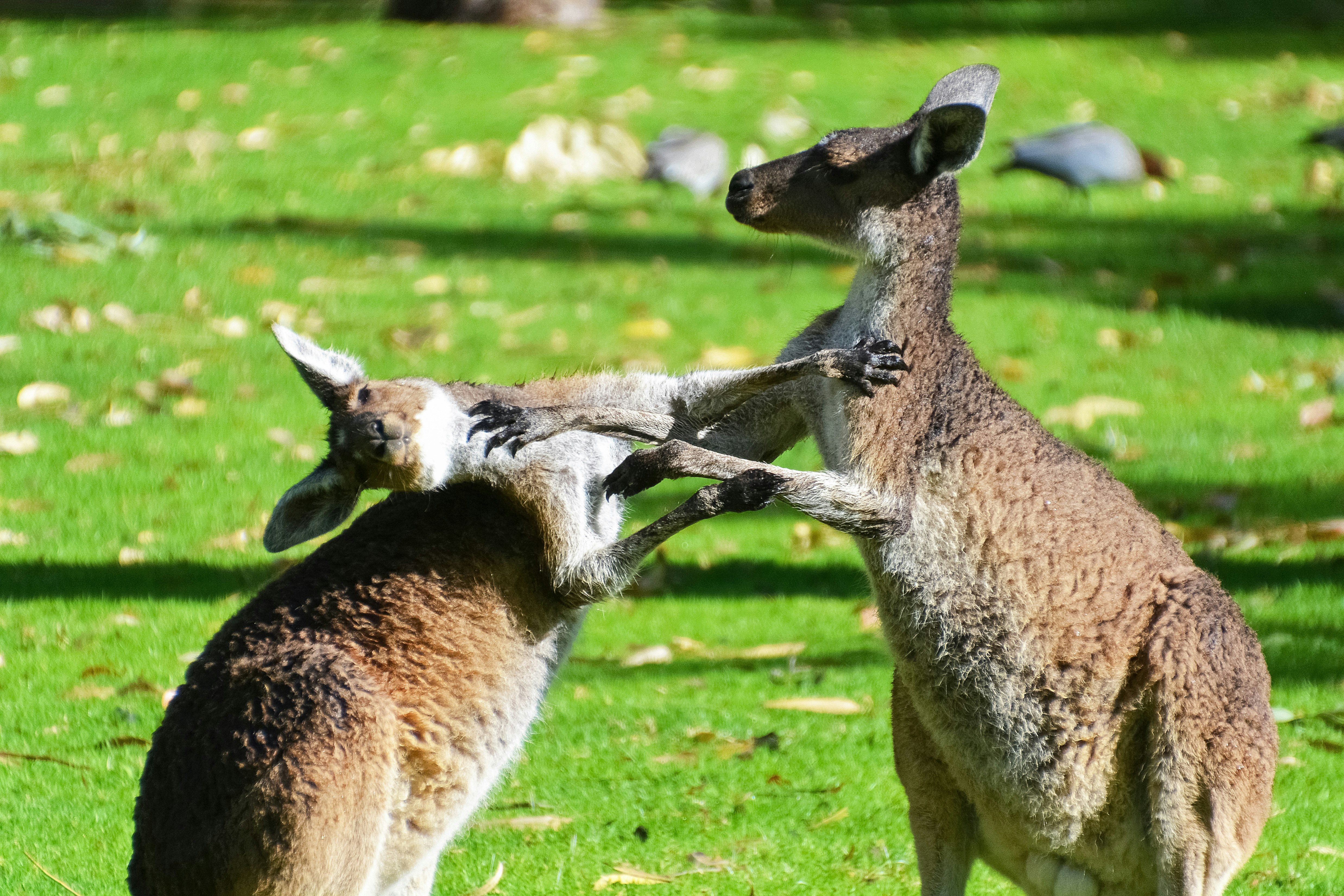 brown deer on green grass field during daytime